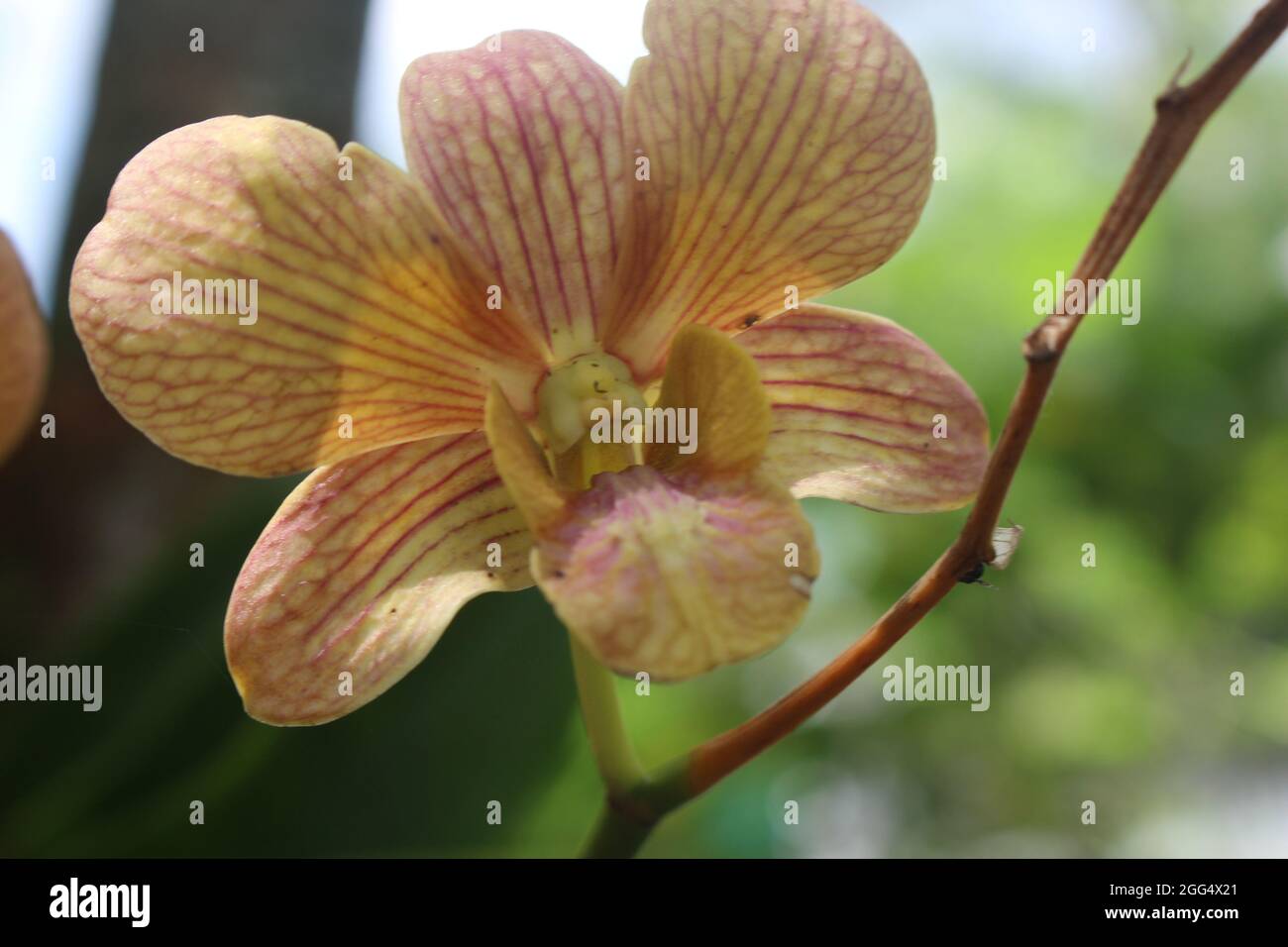 Close up shot of a pink yellow and orange mixed orchid flower with a blurred background Stock Photo
