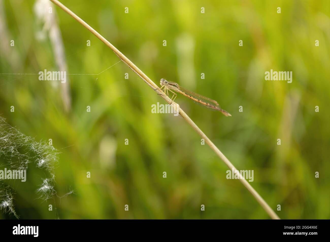 A damselfly on a stem of grass flower in the marsh Stock Photo - Alamy