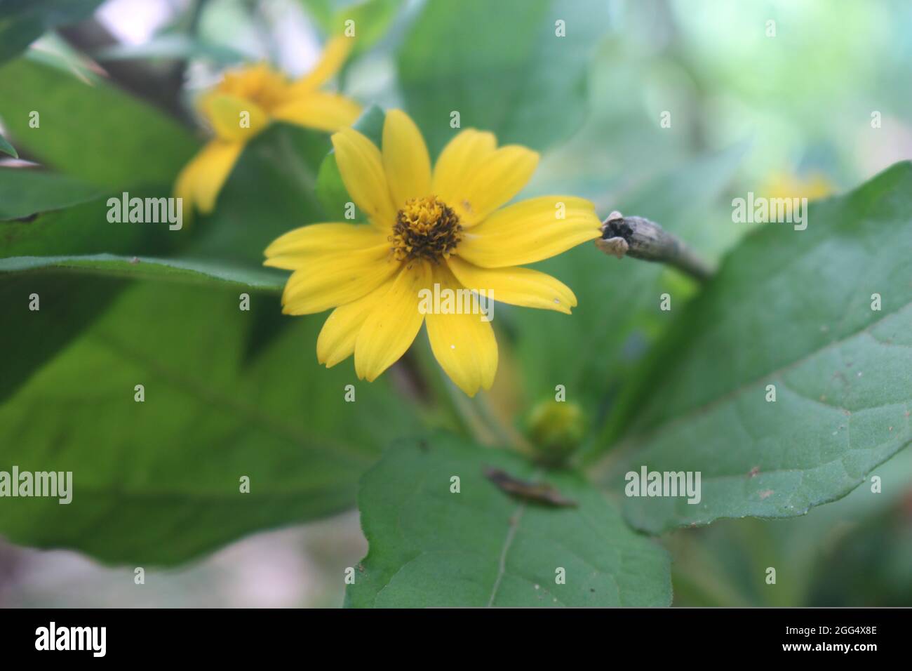 Close up picture of a dwarf sunflower blooming towards the sun in the morning with a greenish color background Stock Photo