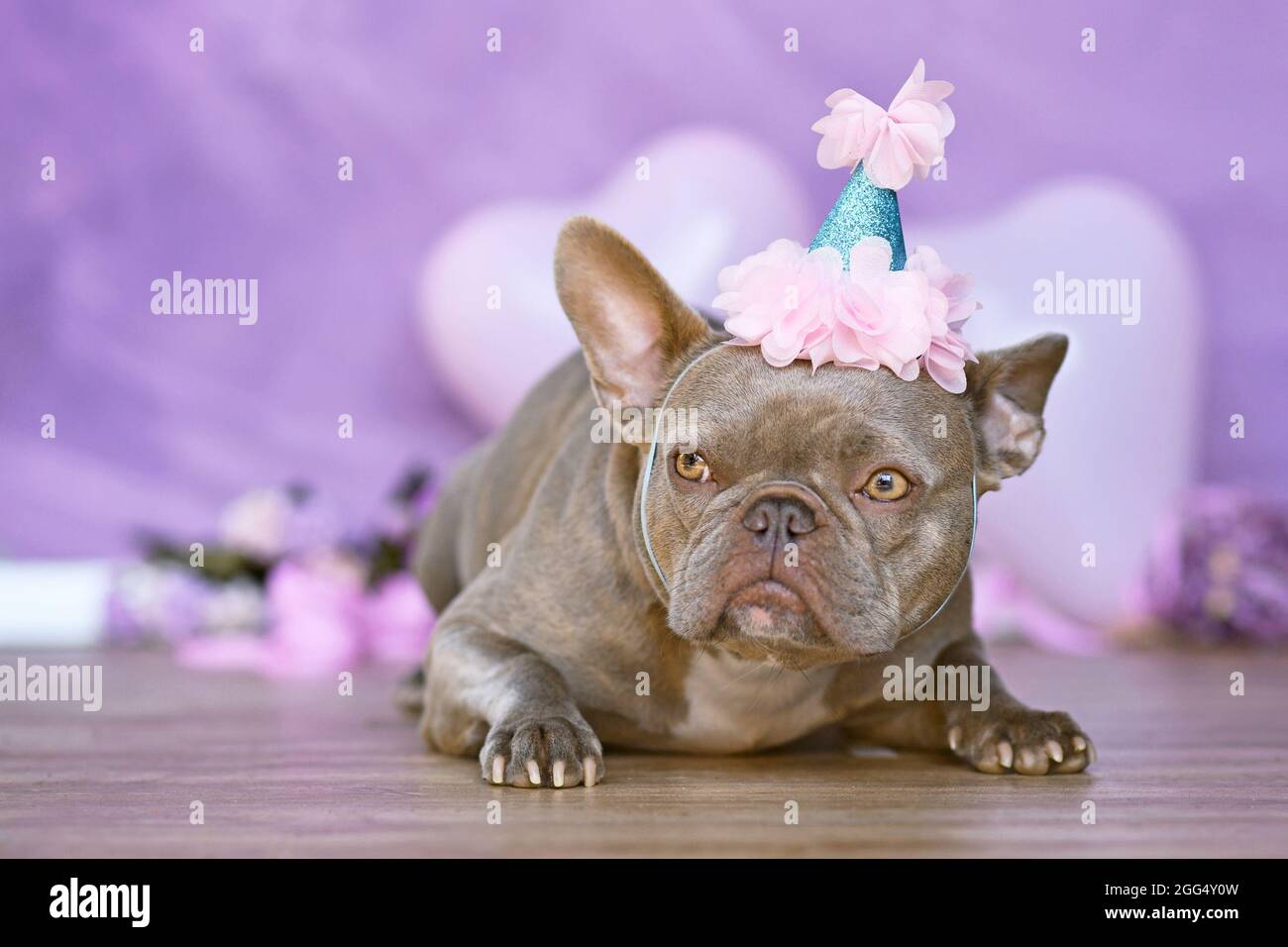 French Bulldog dog with birthday part hat in front of blurry pink background with flowers and heart shaped balloons Stock Photo