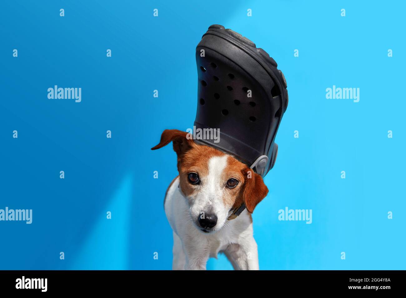 Cute spotted dog with black foam clog on head sticking out tongue and looking away against blue background Stock Photo