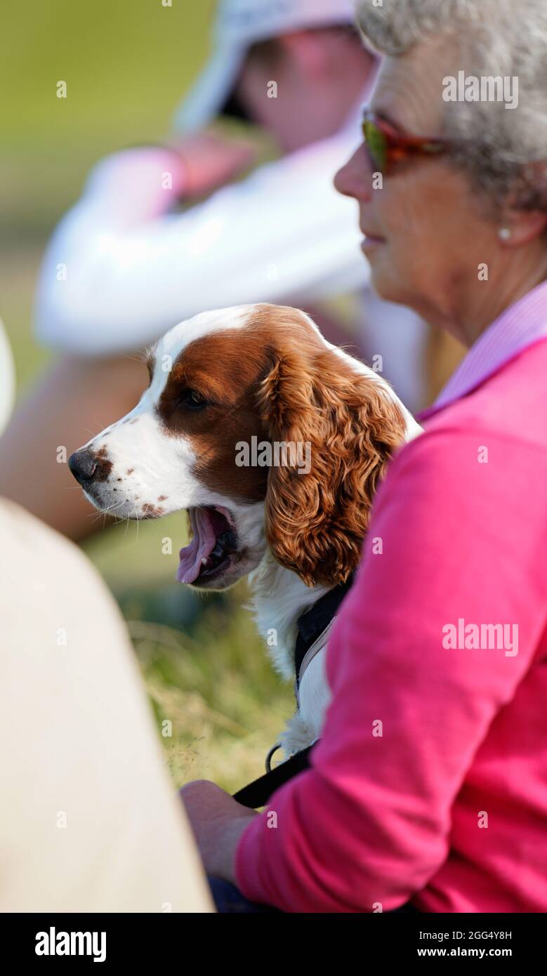 A spectator and her dog watch the golf during the 2021 Curtis Cup Day 3 - Singles at Conwy Golf Club, Conwy, Wales on Saturday, Aug. 28, 2021. (Steve Stock Photo