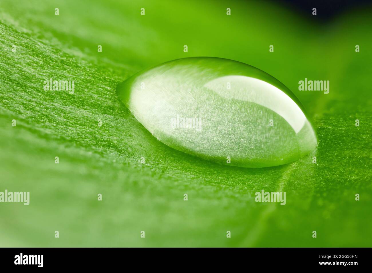 green leaf with water drop macro Stock Photo