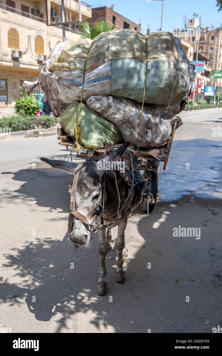 Pulling a heavy load hires stock photography and images Alamy