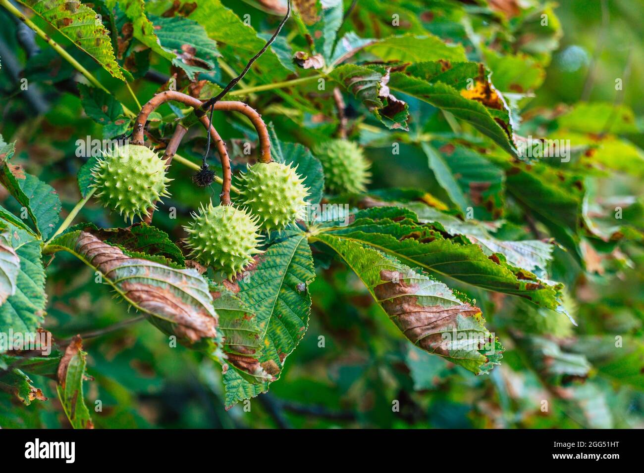 Spiky ball tree hi-res stock photography and images - Alamy