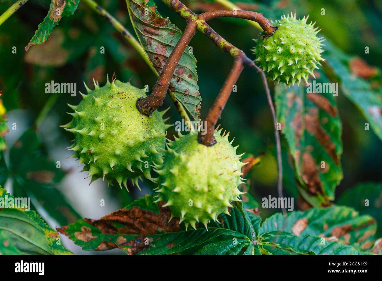Fruit of horse chestnut tree hi-res stock photography and images - Alamy