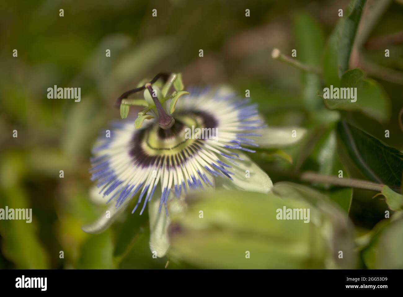 passionflower flower Stock Photo