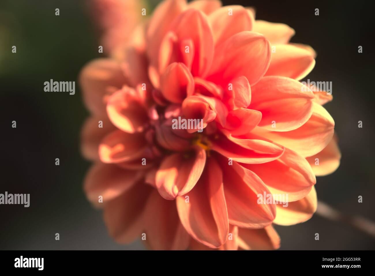 detail of orange dahlia flower Stock Photo