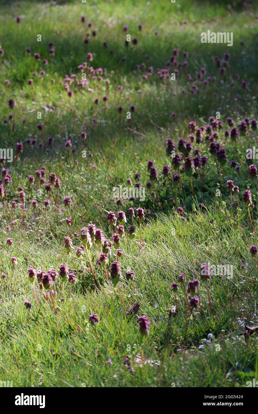 Wild purple flowers growing in bright green lawn of a park area Stock ...