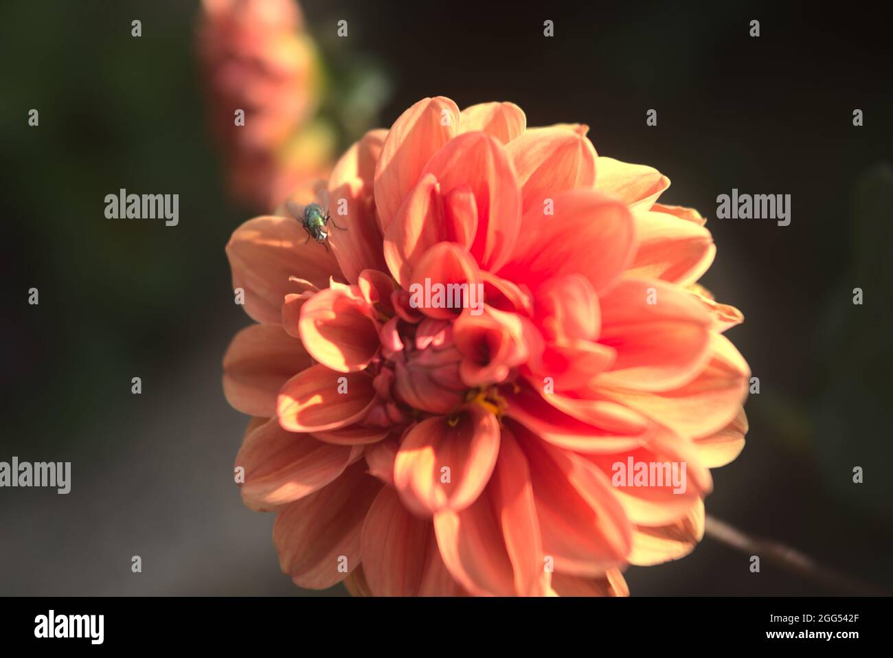 detail of orange dahlia flower Stock Photo