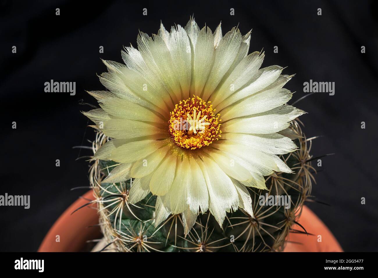 one Yellow Rhinoceos Coryphantha radians Cactus flower on top of the potted plant with a black background Stock Photo