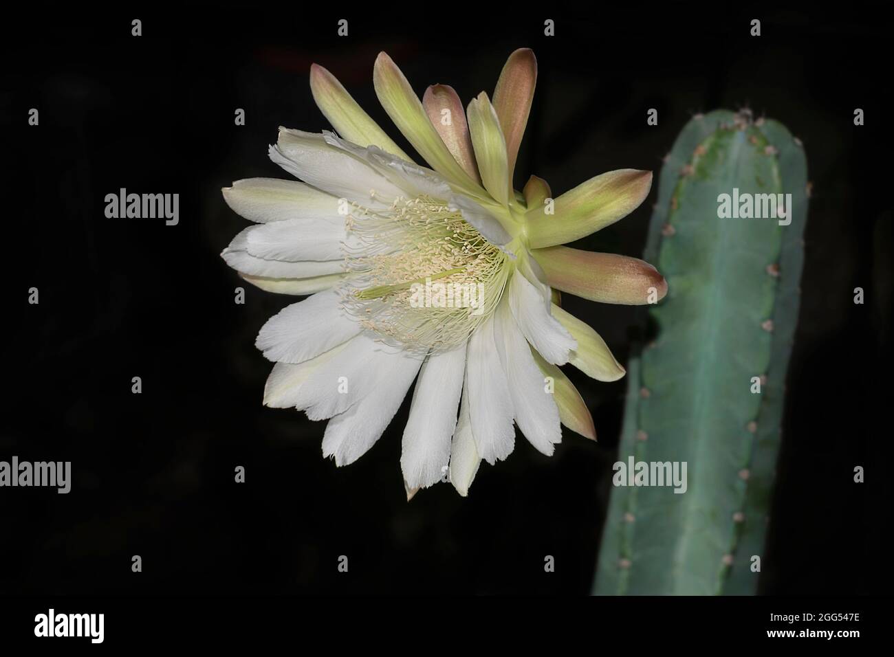 stunning white night blooming Cereus repandus Peruvian Apple Cactus flower and a blurred branch on a black background Stock Photo