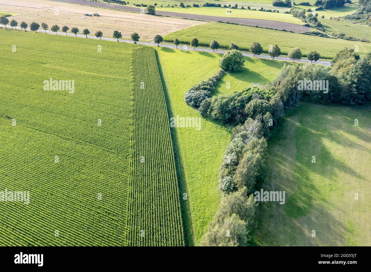Pattern of trees and fields at the Pulvermaar, Eifel region, Germany Stock Photo