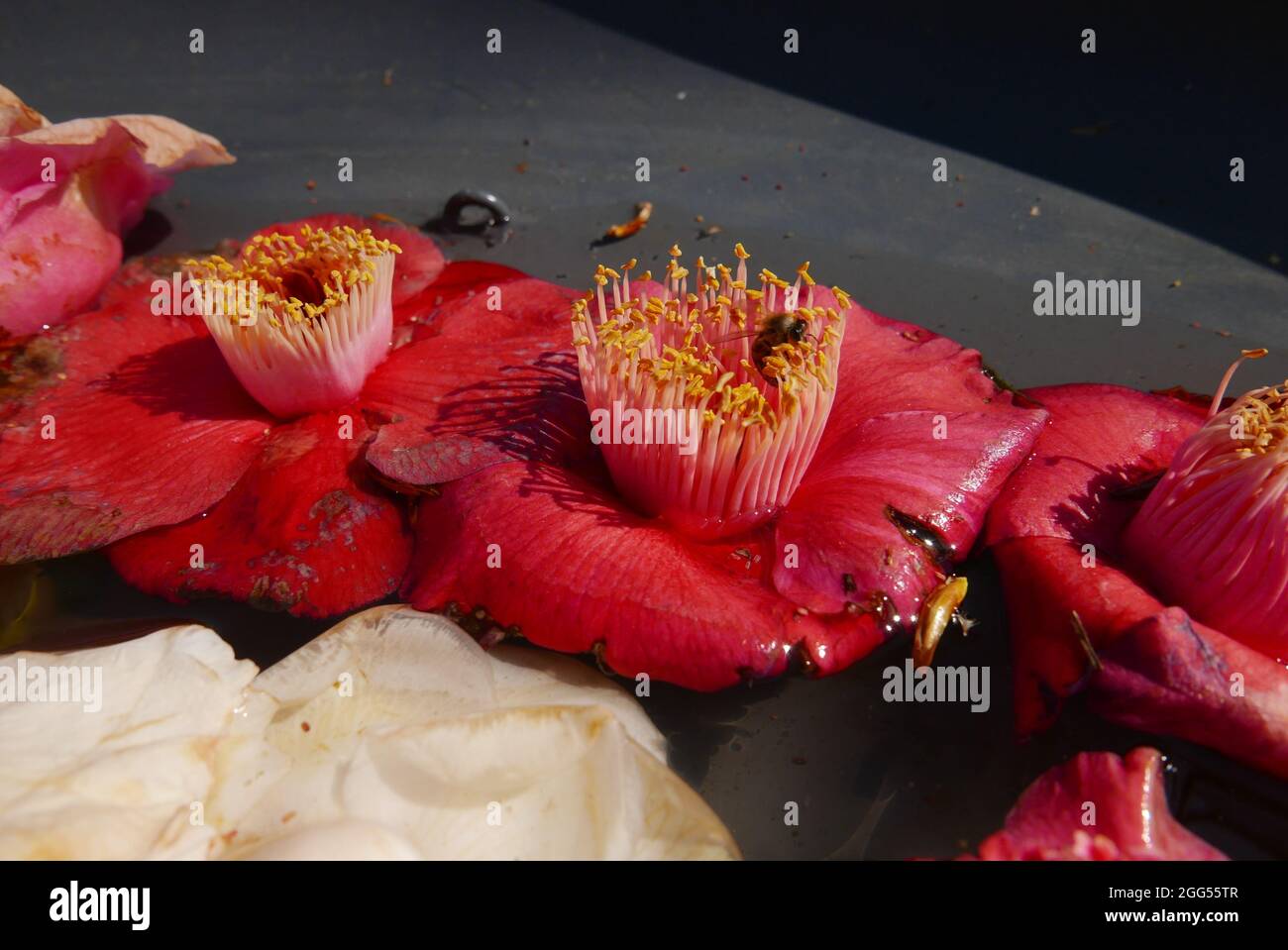A Closeup Shot Of Bombax Ceiba Flowers Of Red Silk Cotton Tree On Water In Black Tray At Daylight Stock Photo Alamy