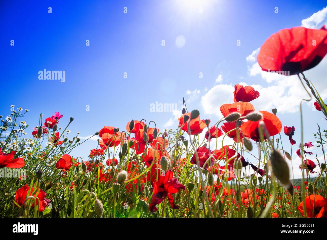 Shot from below a field of poppies in full bloom Stock Photo Alamy