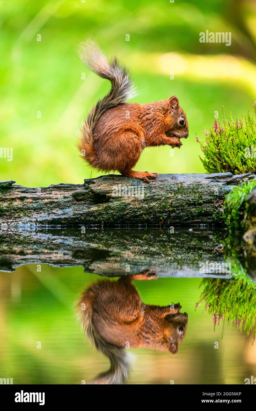 Red Squirrel (Sciurus vulgaris) with reflection in water in Yorkshire ...