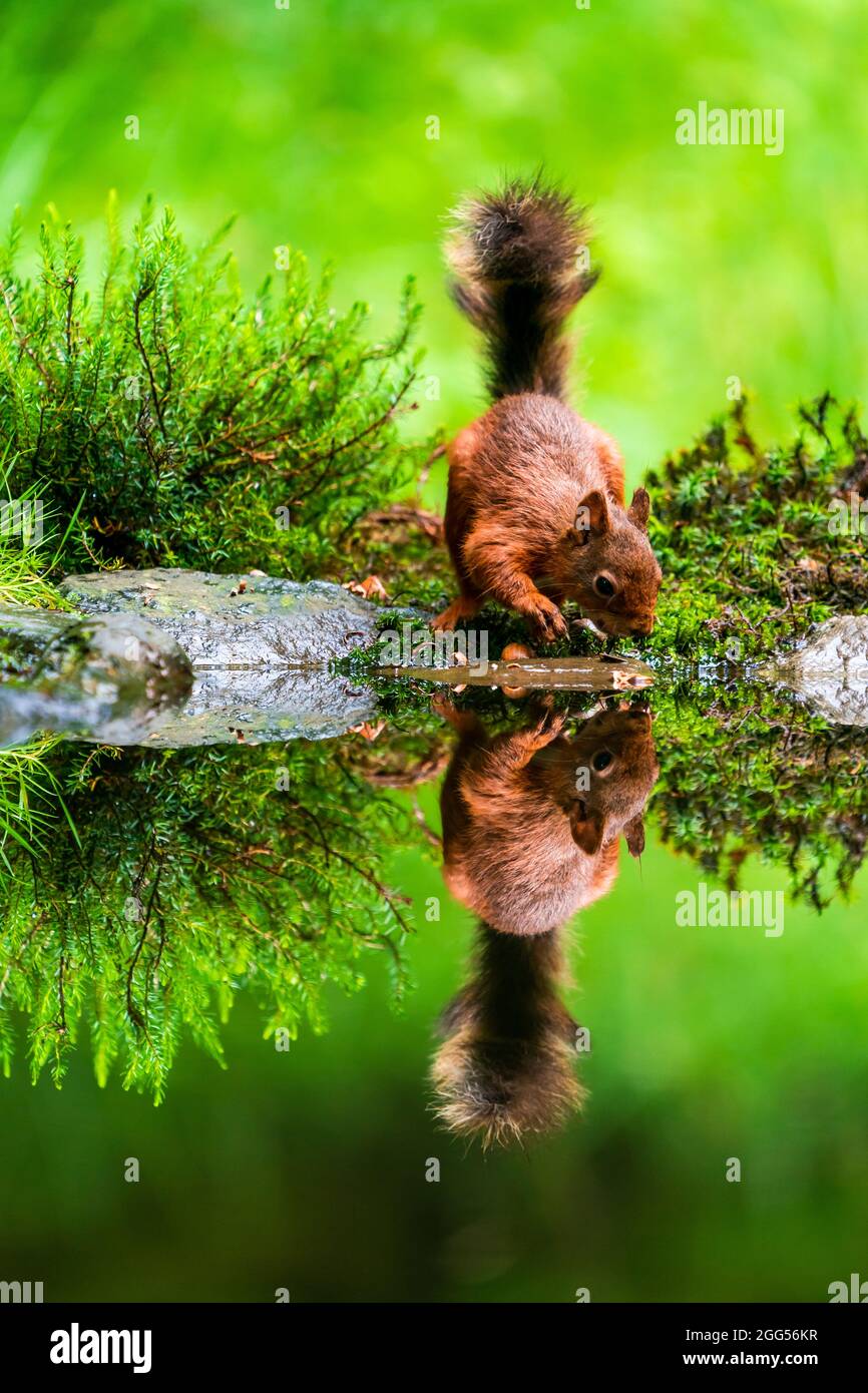Red Squirrel (Sciurus vulgaris) with reflection in water in Yorkshire ...