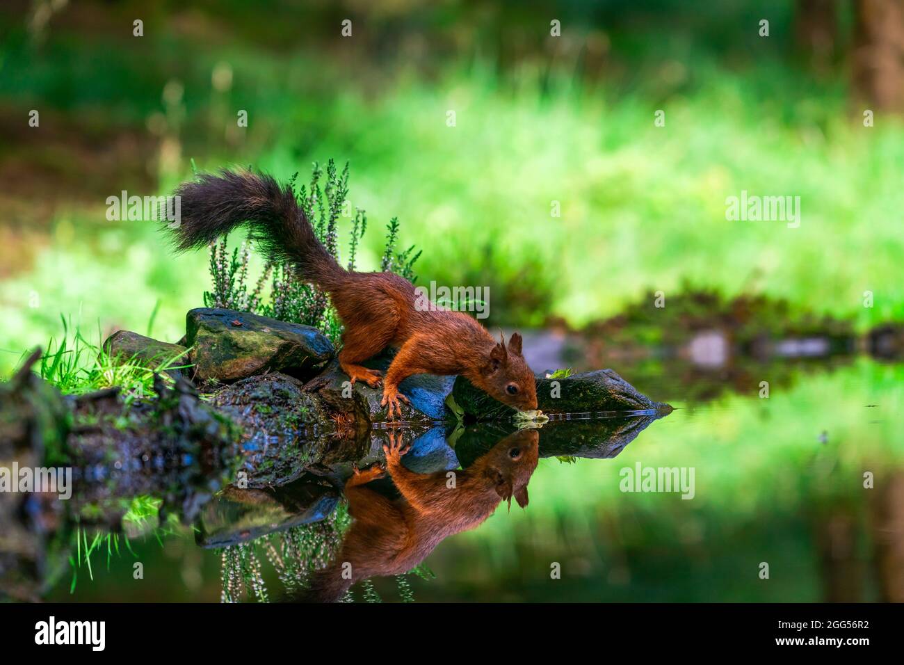 Red Squirrel (Sciurus vulgaris) with reflection in water in Yorkshire ...
