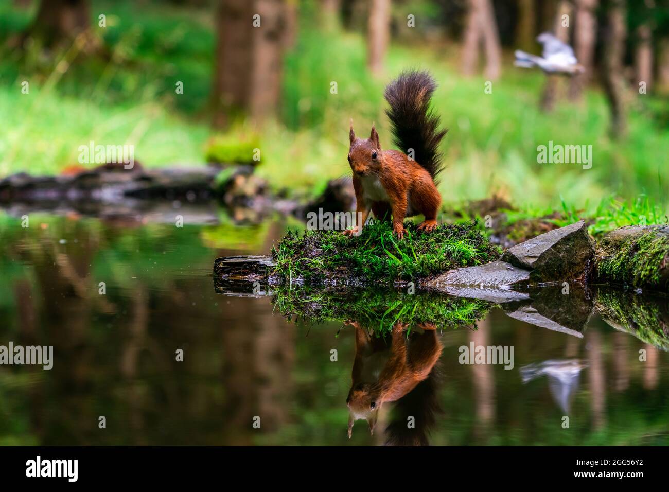 Red Squirrel (Sciurus vulgaris) with reflection in water in Yorkshire ...