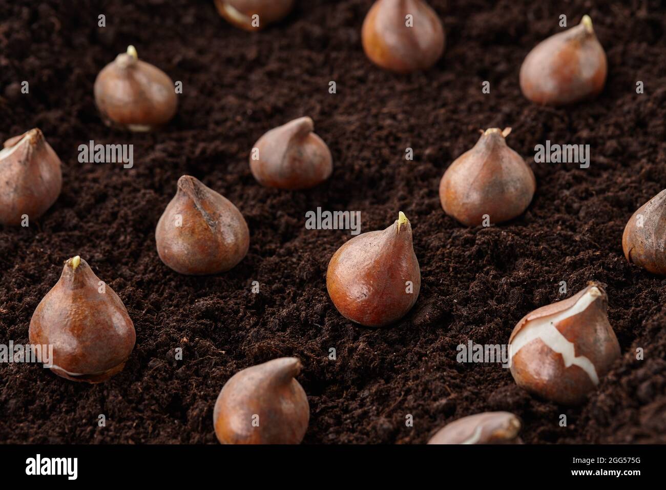 Planting tulip bulbs in soil, close up view Stock Photo Alamy