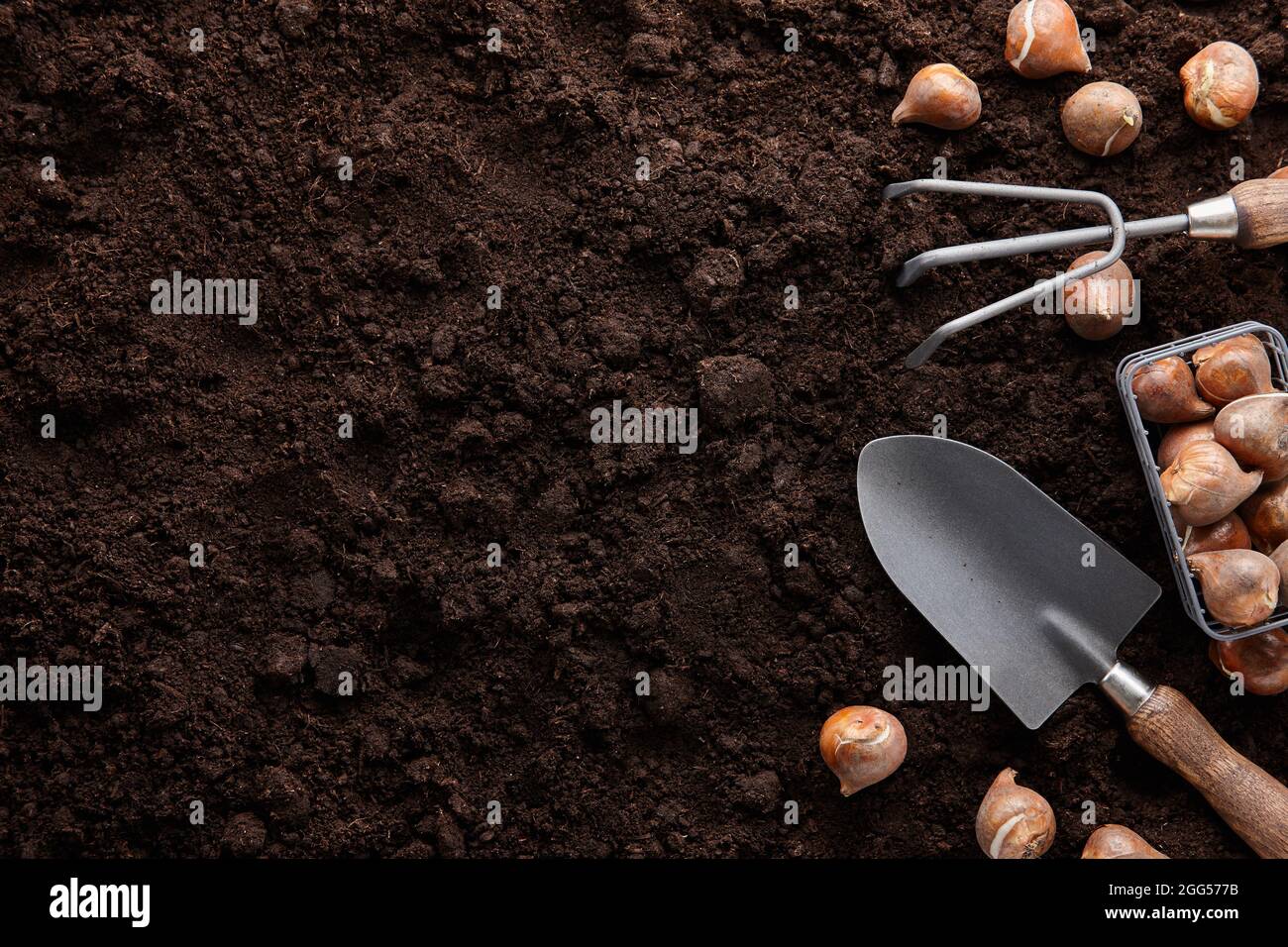 Planting tulip bulbs in soil with garden tools Stock Photo