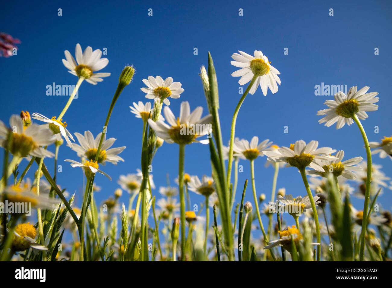 Close up bottom view daisy hi-res stock photography and images - Alamy