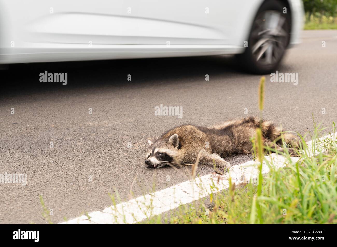 A raccoon has become a victim of road traffic and lies dead on the roadside Stock Photo