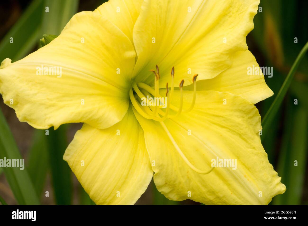 Yellow Daylily flower Hemerocallis 'Ruffian' Stock Photo