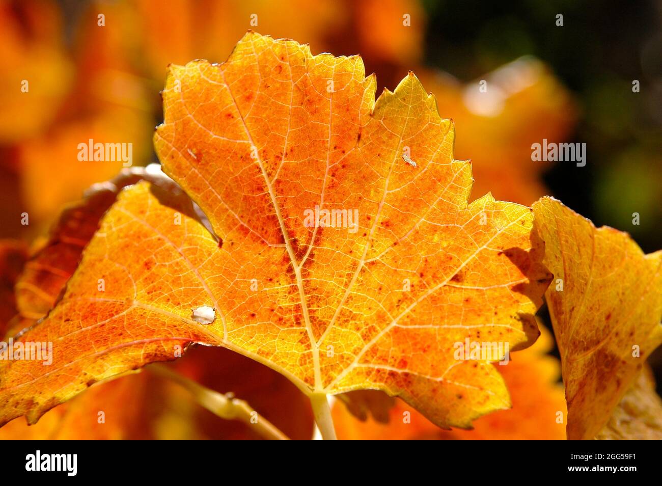 FRANCE. PROVENCE REGION. VAR (83) VINEYARD IN THE REGION OF BANDOL IN AUTUMN Stock Photo