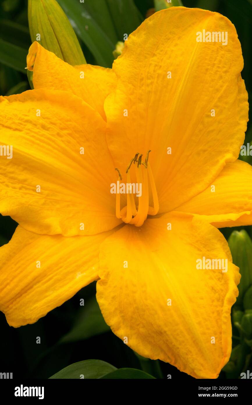 Yellow Golden Daylily flower Hemerocallis 'Love Joy' Stock Photo