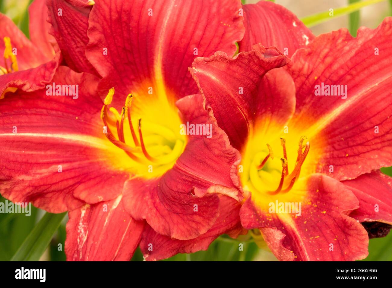 Red Daylily flower Hemerocallis 'Lavender Aristocrat' Stock Photo