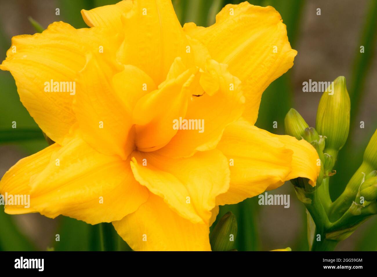 Yellow Daylily flower Hemerocallis 'Double Talk' Stock Photo