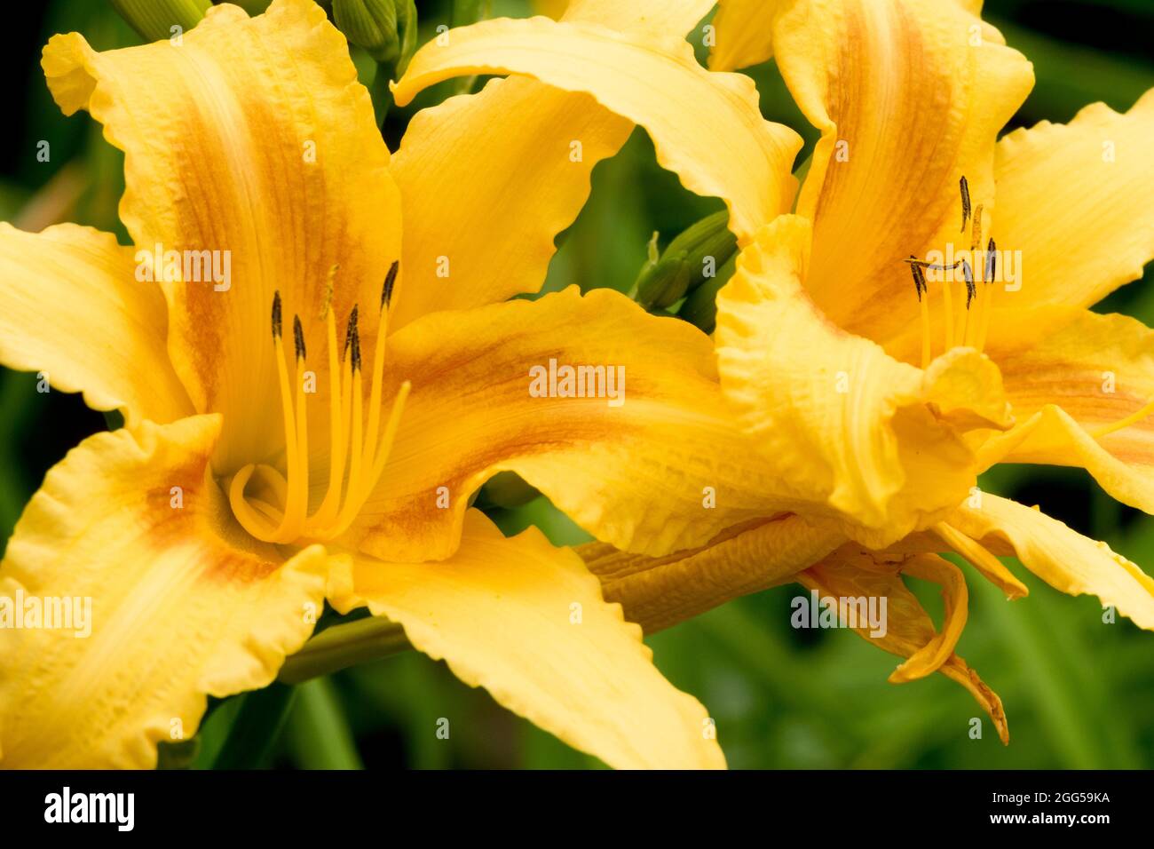 Yellow Daylily flower Hemerocallis 'Colonial Dame' Stock Photo