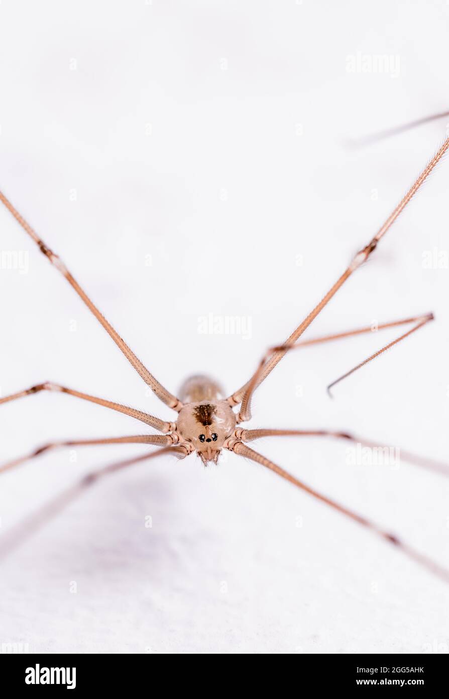 Daddy-long-legs spider - Stock Image - C027/0332 - Science Photo