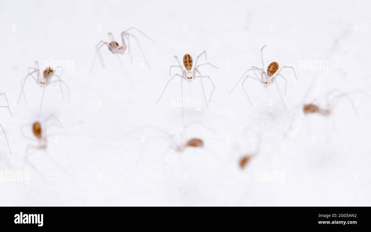 Pholcus phalangioides, macro of many young cellar spiderlings, known as daddy longlegs spider or skull spider on white background Stock Photo