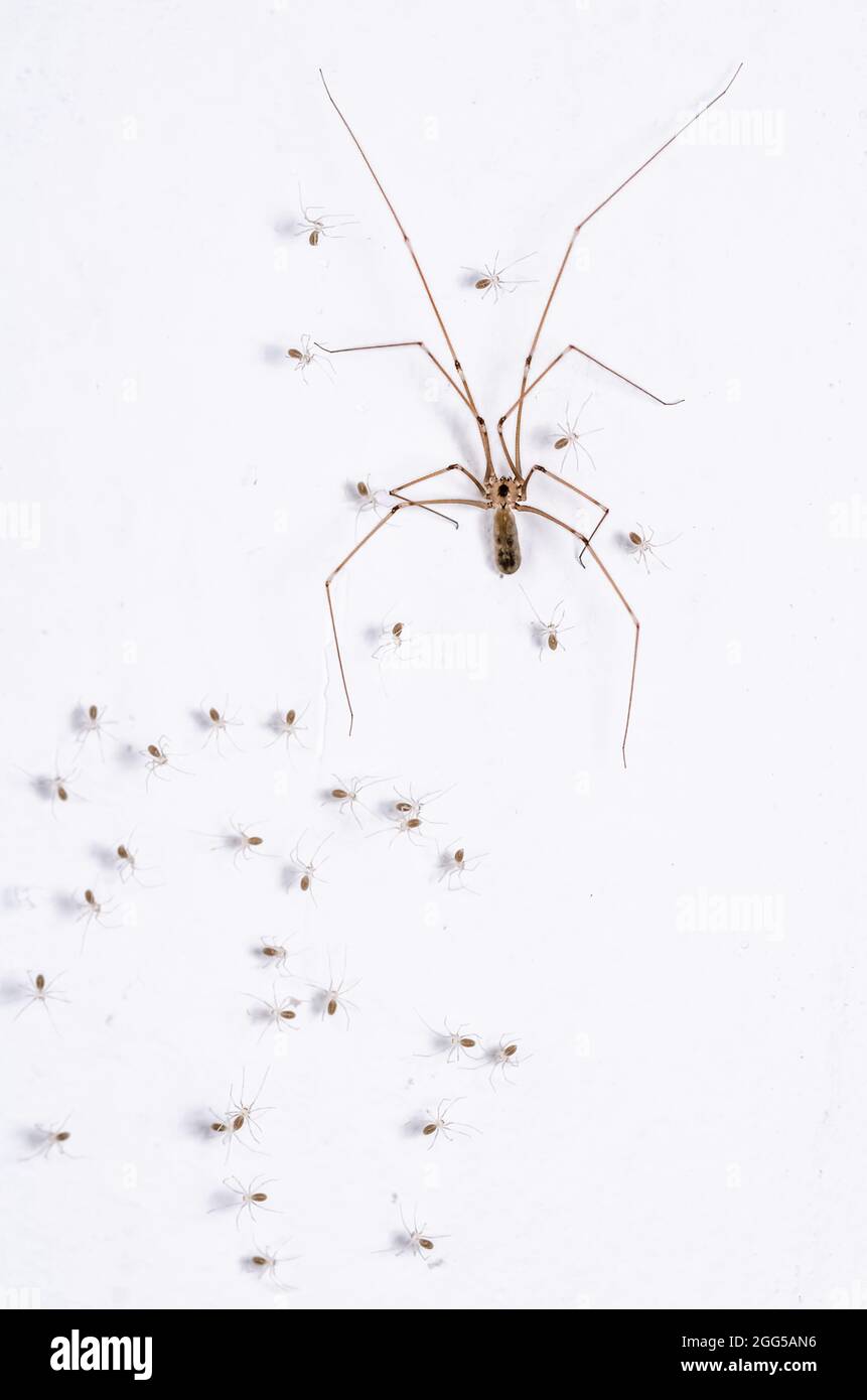 FAMILY PHOLCIDAE - Daddy long-leg Spiders