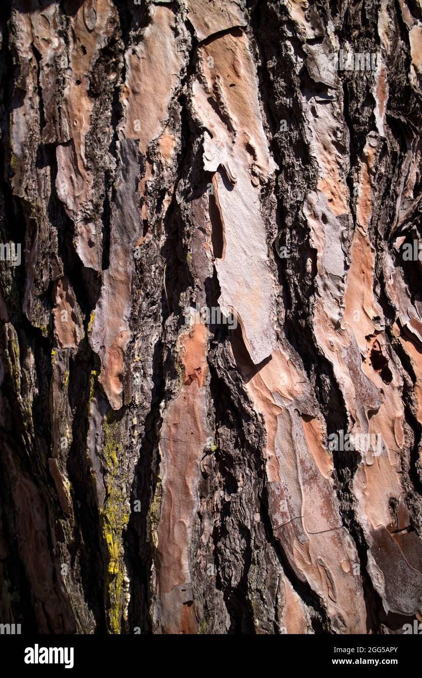 Representation of the bark of the tree of the pine of the maritime variety Stock Photo