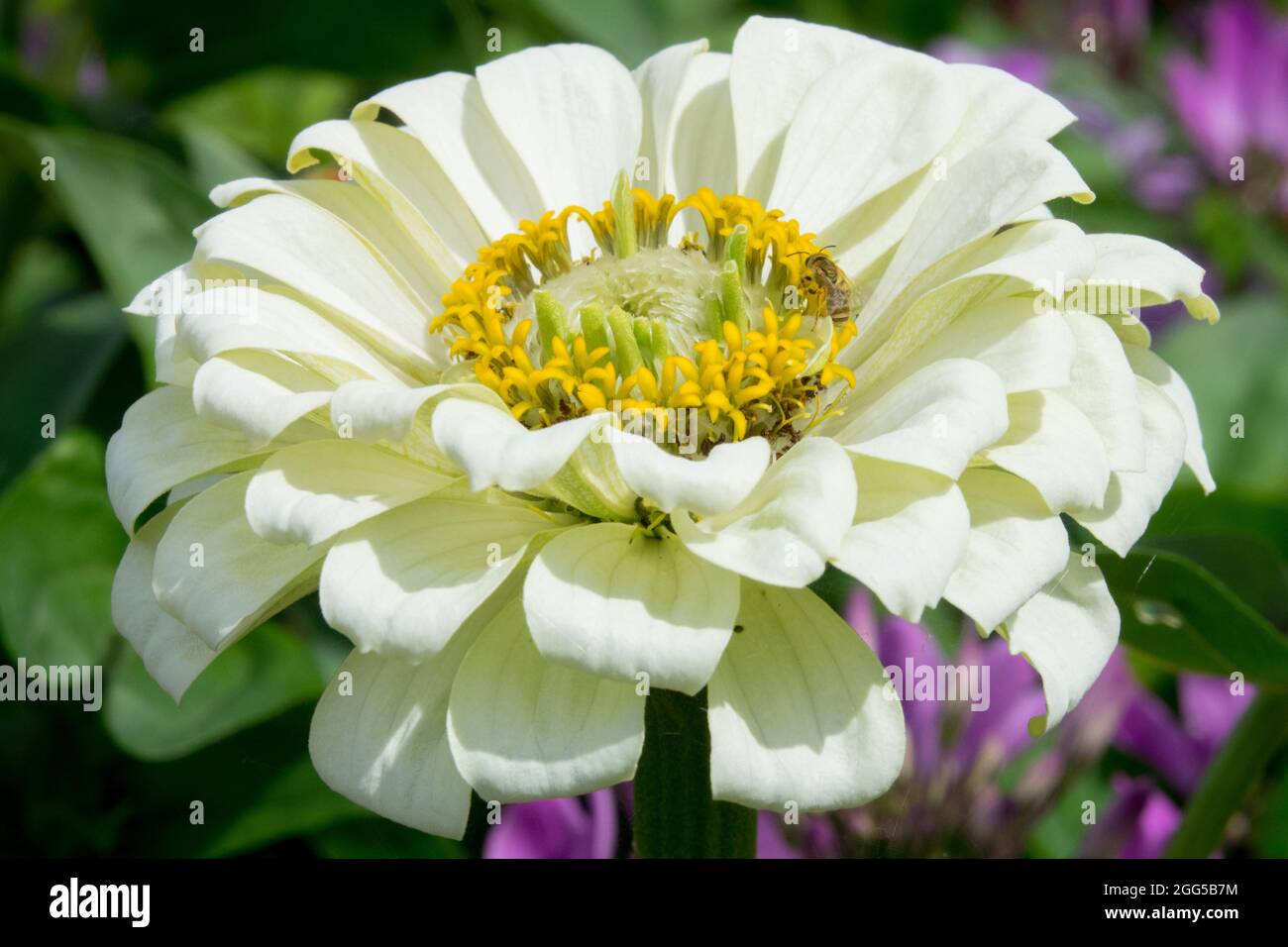 White Zinnia elegans 'White Wedding' Stock Photo