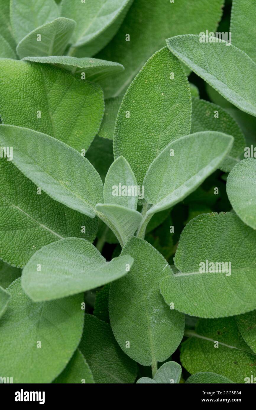 Common sage leaves Salvia officinalis essential herbs leaves Stock Photo