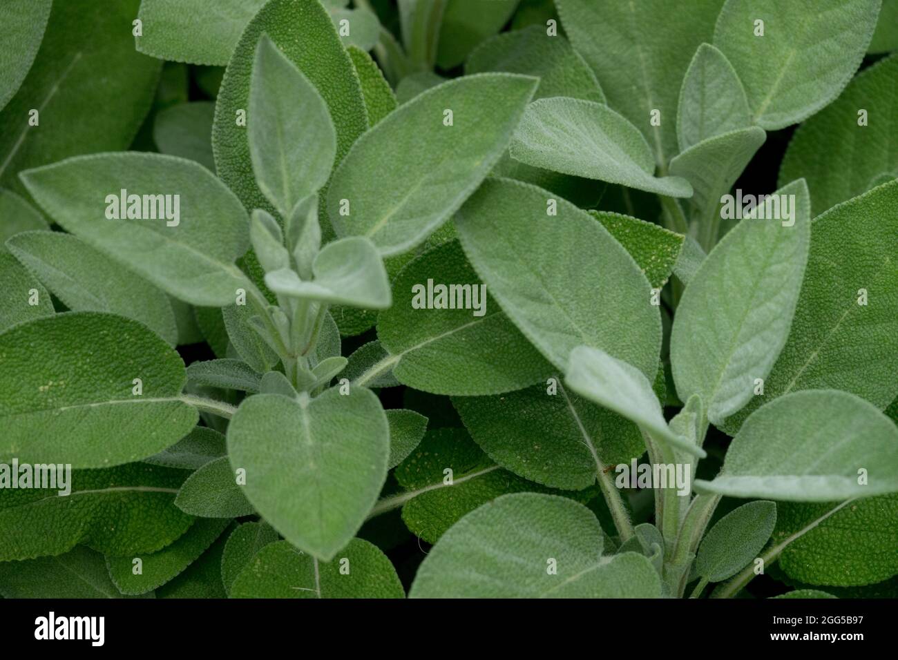 Common sage leaves Salvia officinalis essential herbs leaves Stock