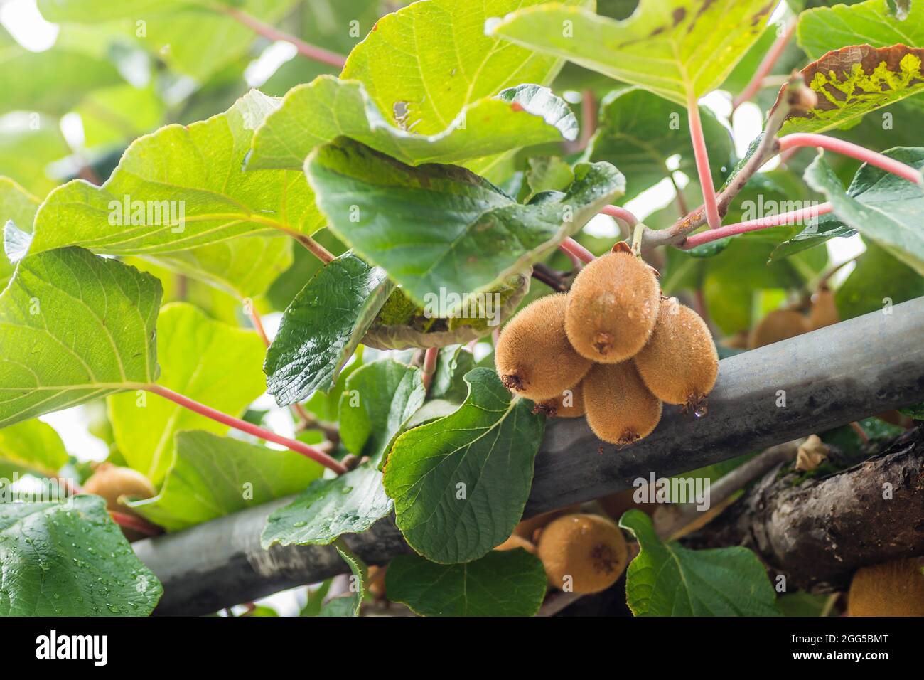 Kiwi tree garden hi-res stock photography and images - Alamy