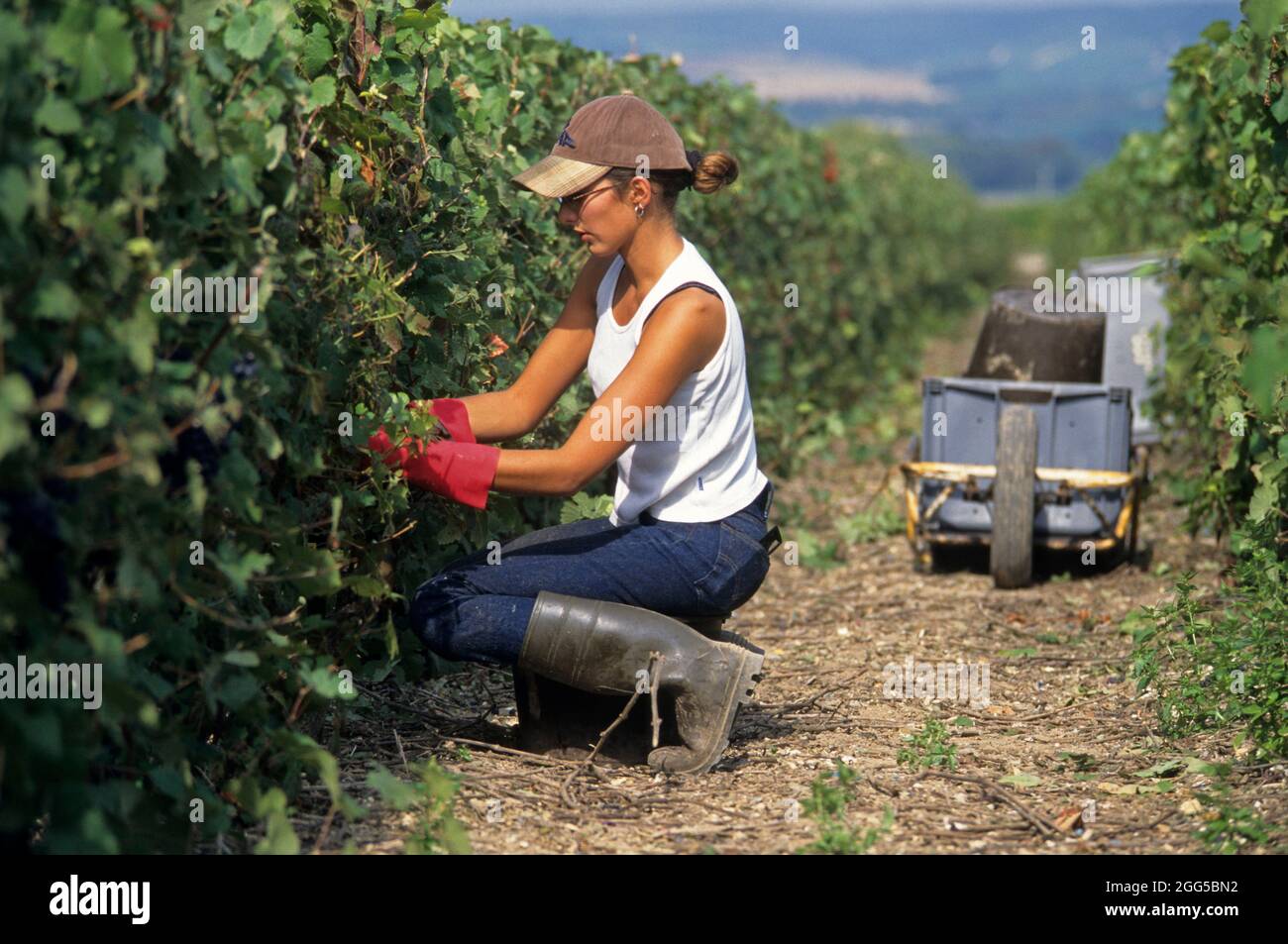 FRANCE. FRANCE. MARNE (51) THE ROAD OF CHAMPAGNE. GRAPE-PICKER Stock Photo