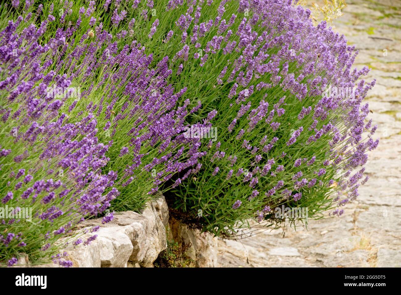 Blooming lavender lining the path Scented, Lavender, Hedge Stock Photo