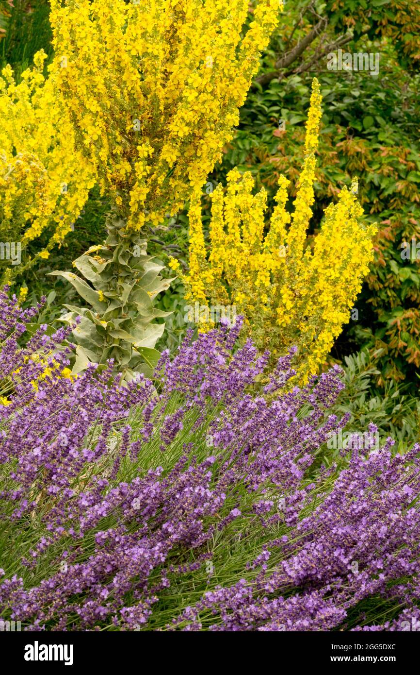 Yellow purple Lavender Mullein garden Verbascum July plant Stock Photo