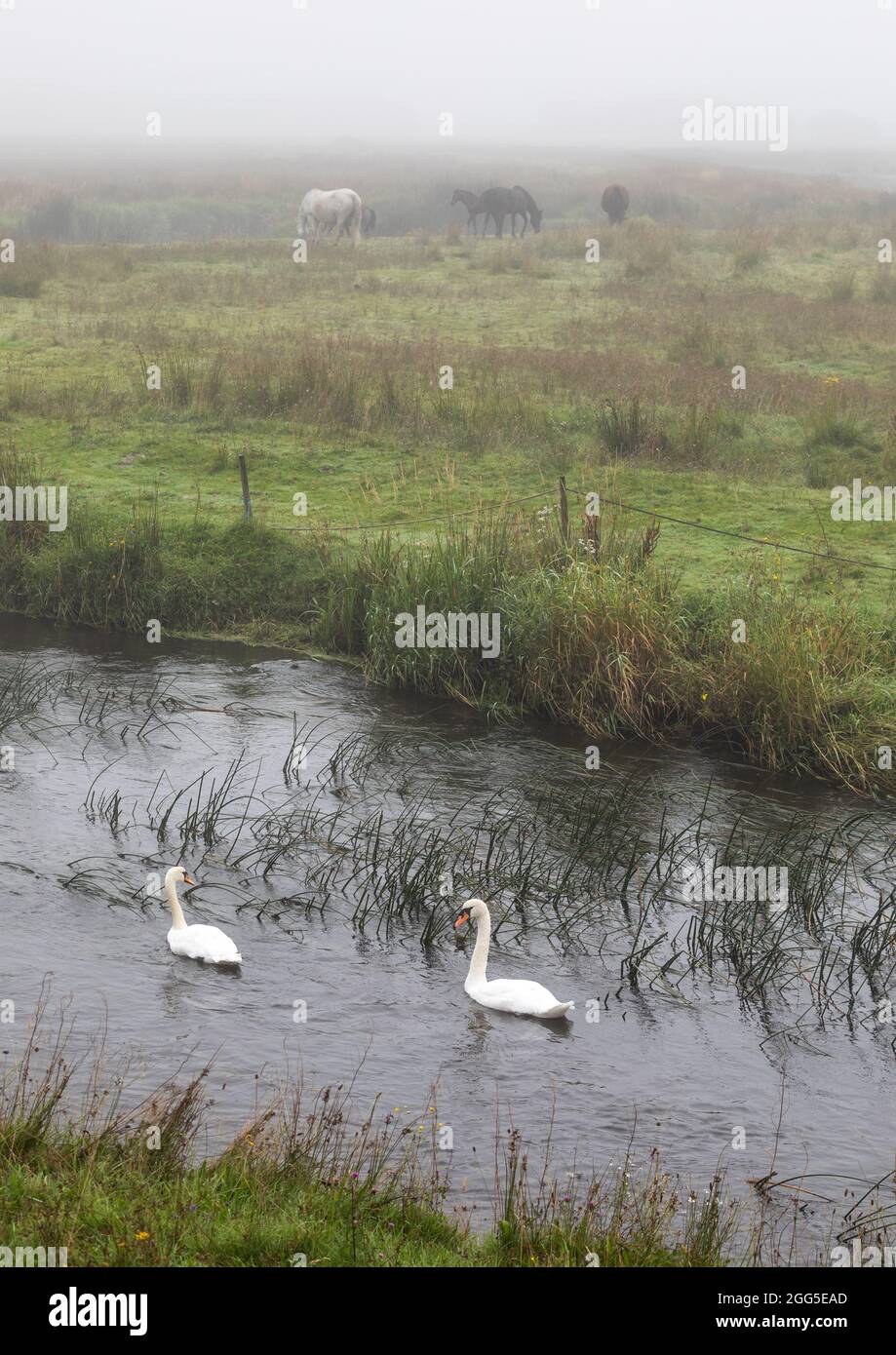 Tregaron, Ceredigion, Wales, UK. 29th August 2021  UK Weather: Swans gliding along the river Teifi as horses graze in the mist on the outskirts of Tregaron in mid Wales, with the forecast of sunshine once the mist clears. © Ian Jones/Alamy Live News Stock Photo