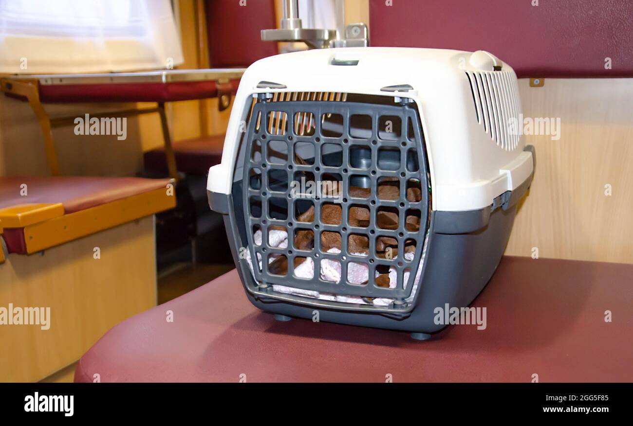 A dog in a box for carrying animals in transport. A pet in a carrier cage on the train. Rules for the transportation of animals. Stock Photo