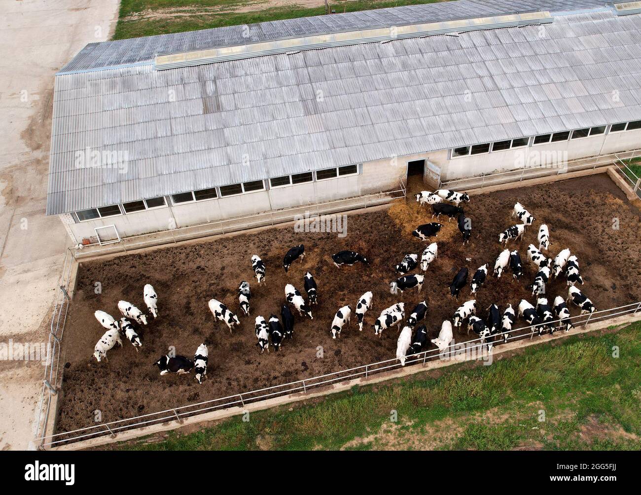 Top view of the farm with cows and pigs in the village. Production of milk and Animal husbandry