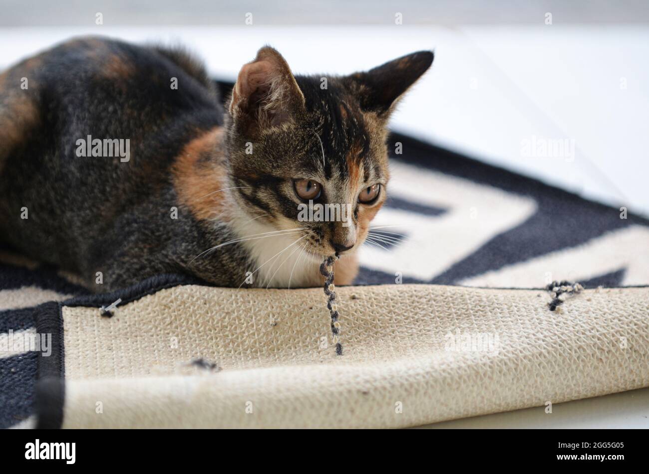 Cat on mat hi-res stock photography and images - Alamy