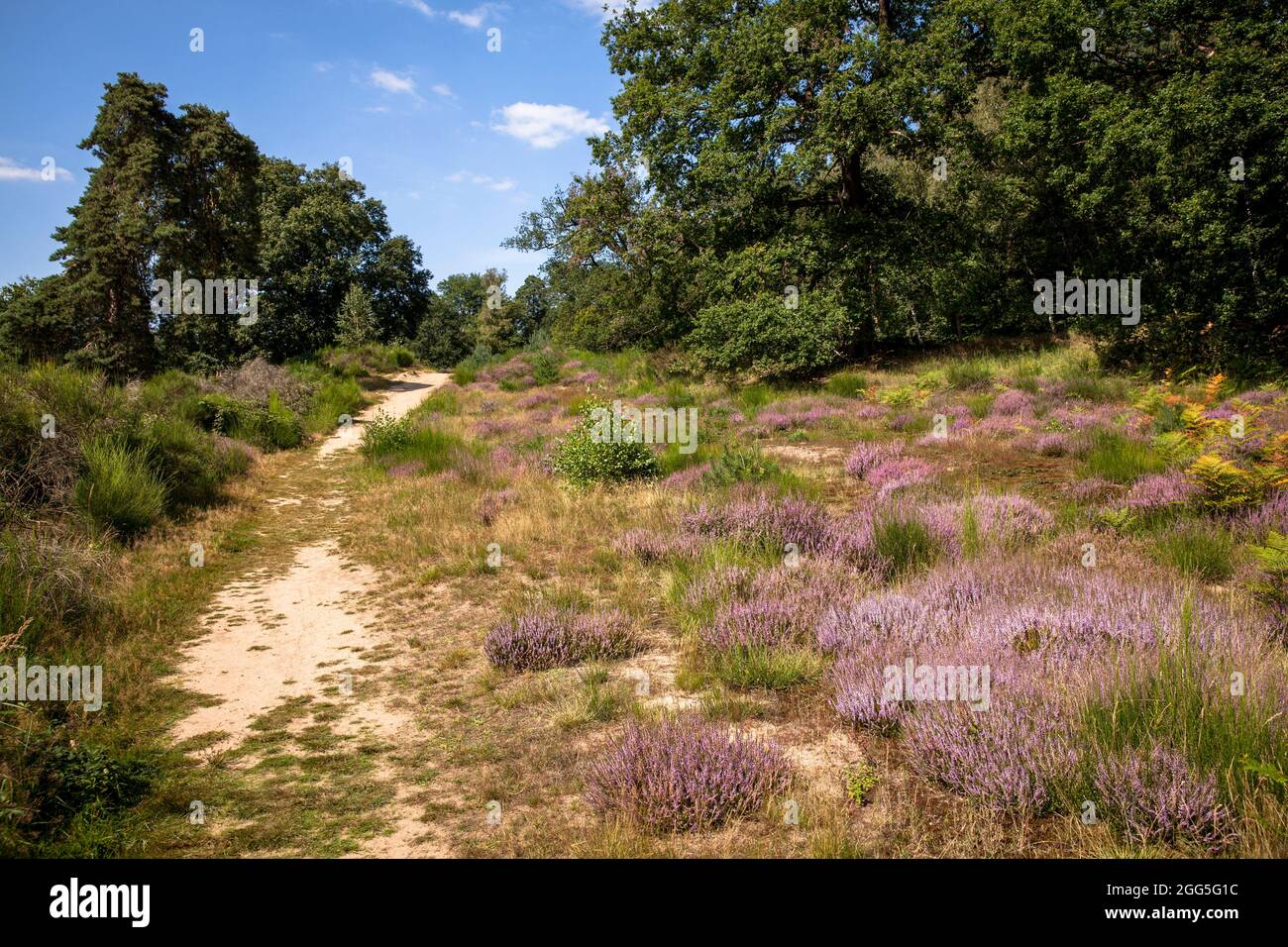 flowering common heather (Calluna vulgaris) in the Wahner Heath on Fliegenberg hill, Troisdorf, North Rhine-Westphalia, Germany.  bluehende Besenheide Stock Photo