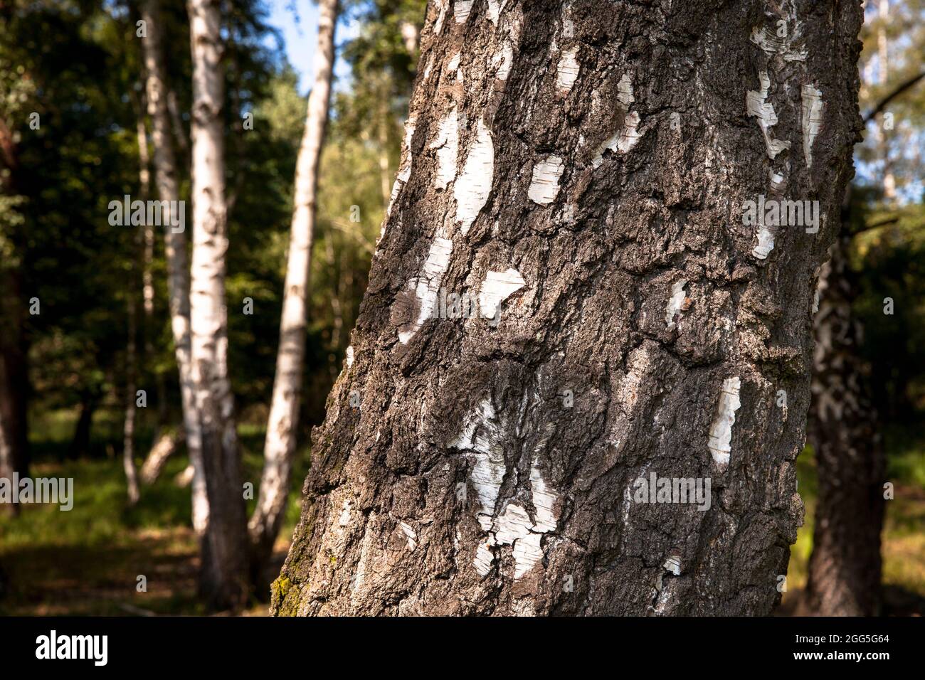 birch trees in the Wahner Heath near Telegraphen hill, Troisdorf, North Rhine-Westphalia, Germany.  Birken in der Wahner Heide nahe Telegraphenberg, T Stock Photo